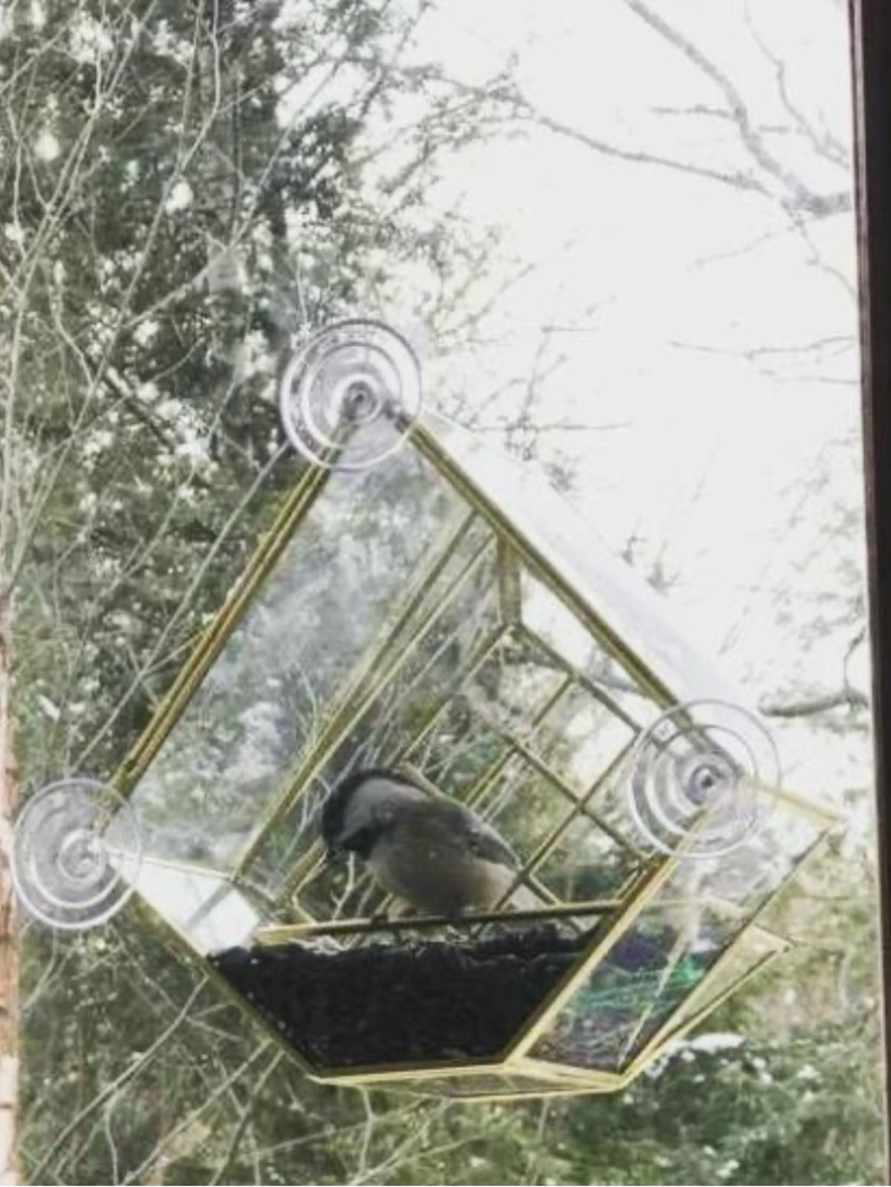 SALE!!! Squirrel baffling suction birdfeeder.